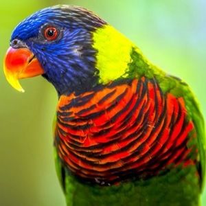 Meet your Posher, Josh